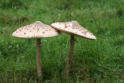 Macrolepiota procera - The Parasol