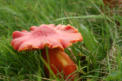 Hygrocybe splendidissima - Splendid Waxcap