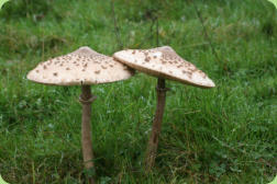 Macrolepiota procera - The Parasol