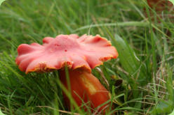 Hygrocybe splendidissima - Splendid Waxcap