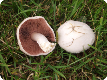 Agaricus campestris - Field Mushroom