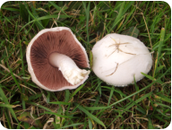 Agaricus campestris - Field Mushroom