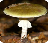 Amanita phalloides - Death Cap